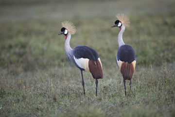 Crowned crane