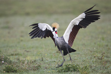 Crowned crane