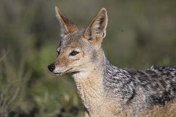 Fototapeta premium jackal