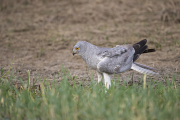 animal