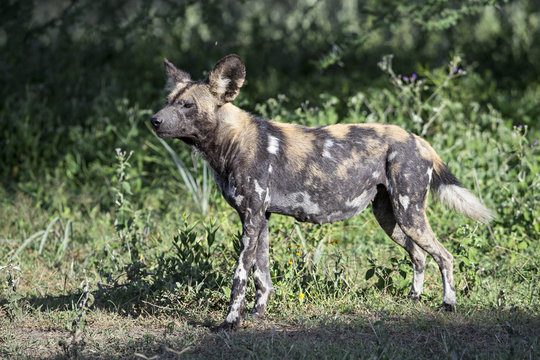 animal