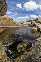 Obraz premium animal