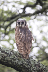 animal