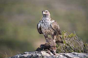 animal
