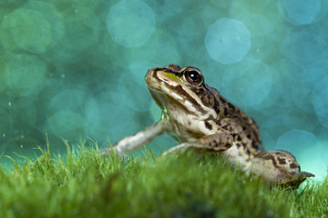 animal