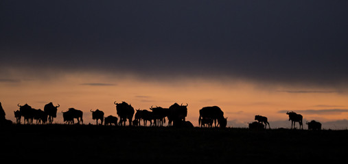 Naklejka premium gnu