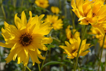 Girasoles Patagonia 2