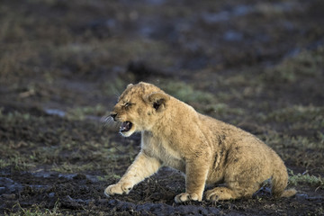Lion