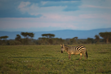 Naklejka premium zebra