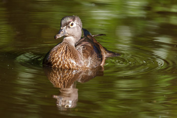 Female gray-brown wood duck on the lake at summer