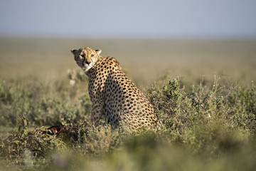 cheeta