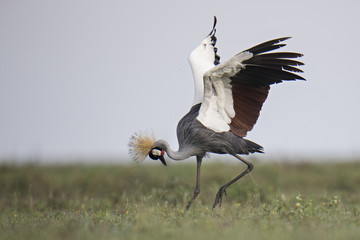 crowned crane