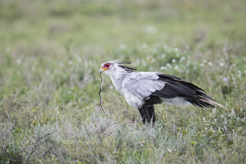 secretary bird