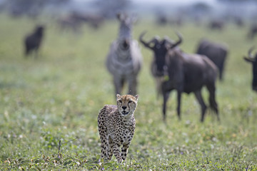 cheeta