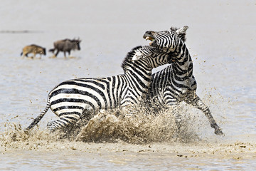 zebra © Fabrizio Moglia