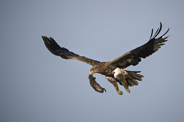 tawny eagle
