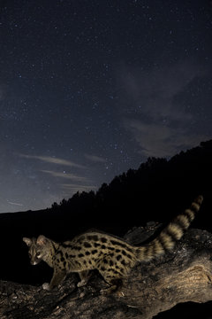 animal