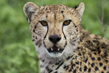 cheeta