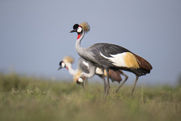crowned crane