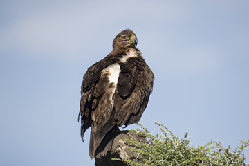 tawny eagle