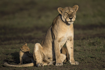 Lion