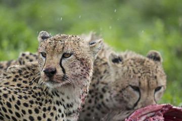 cheeta