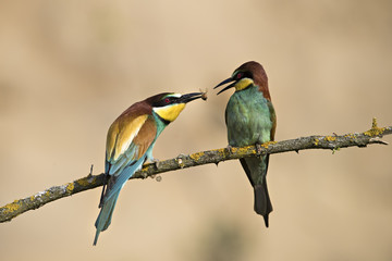 bee eater