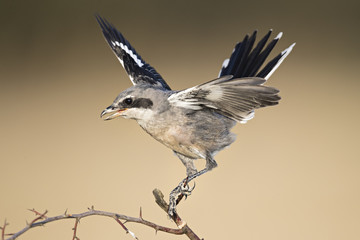 animal