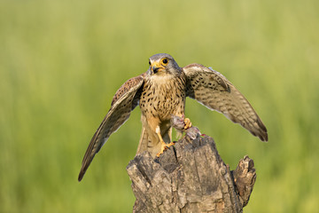 Kestrel