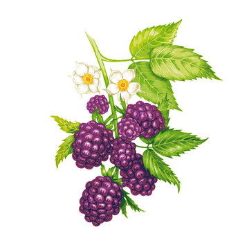 Seamless floral pattern with blackberry.