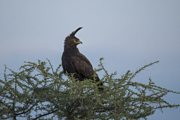 animal