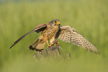 Kestrel