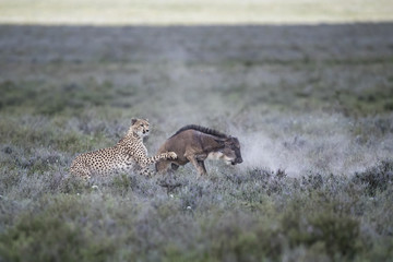 Cheetah