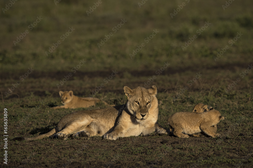 Canvas Prints Lion