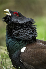 animal