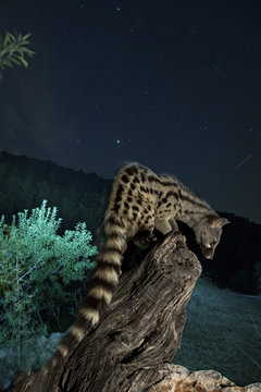 animal
