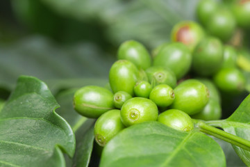 green coffee beans