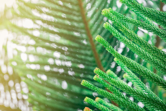 Araucaria Excelsa Leaf