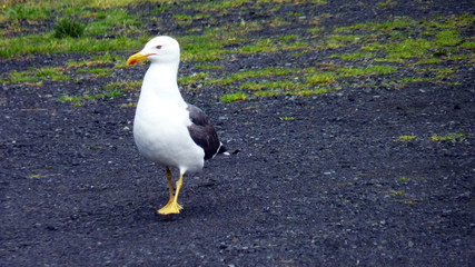 große Möwe in Island Reykjavik