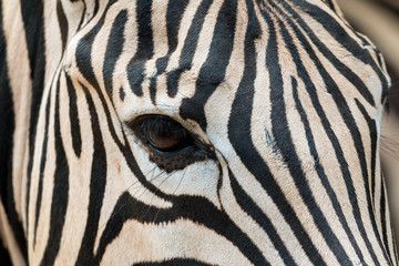 Fototapeta na wymiar Close up of Zebra head including eye contact and fur pattern