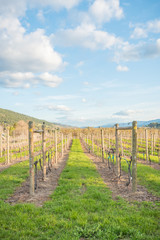 Fototapeta na wymiar View of rows of grapevines and blue sky at vineyard in spring