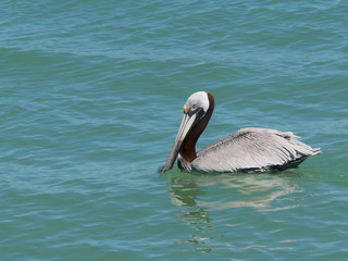 Florida pelican