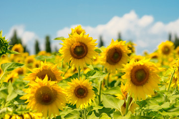 sunflowers field