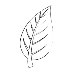 isolated sheet tree icon vector illustration graphic design