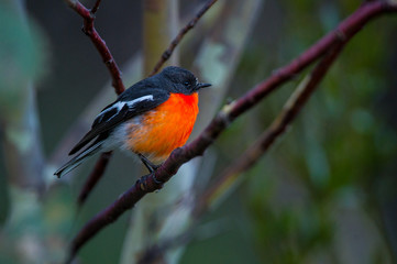 Flame Robin