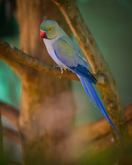 Indian Ringneck Parrot