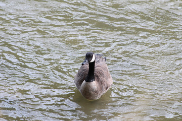 Canada goose on the Humber