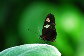 Obraz na płótnie Canvas single butterfly on green plant in summer