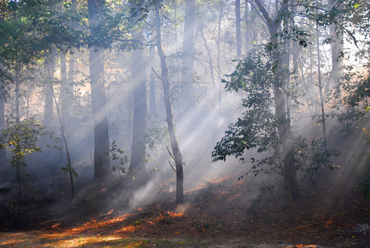 Fototapeta sunlight through fog and trees in the woods