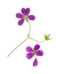 Pressed and dried flower geranium pretense. Isolated